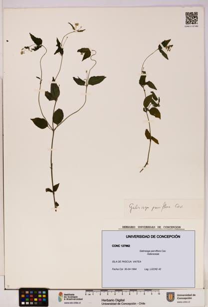 Galinsoga parviflora [Espécimen: UDEC:CONC:0127862]