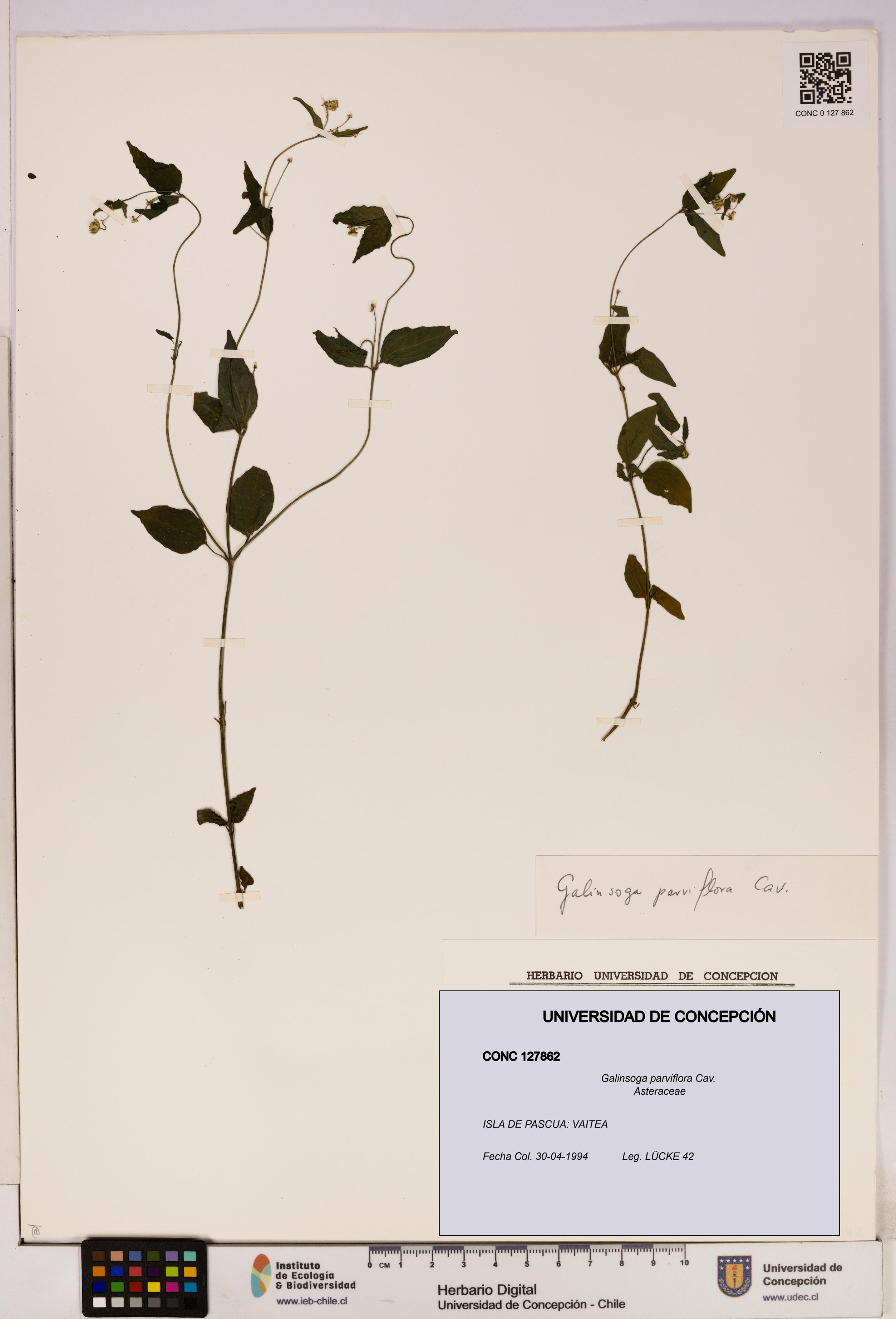 Galinsoga parviflora [Espécimen: UDEC:CONC:0127862]