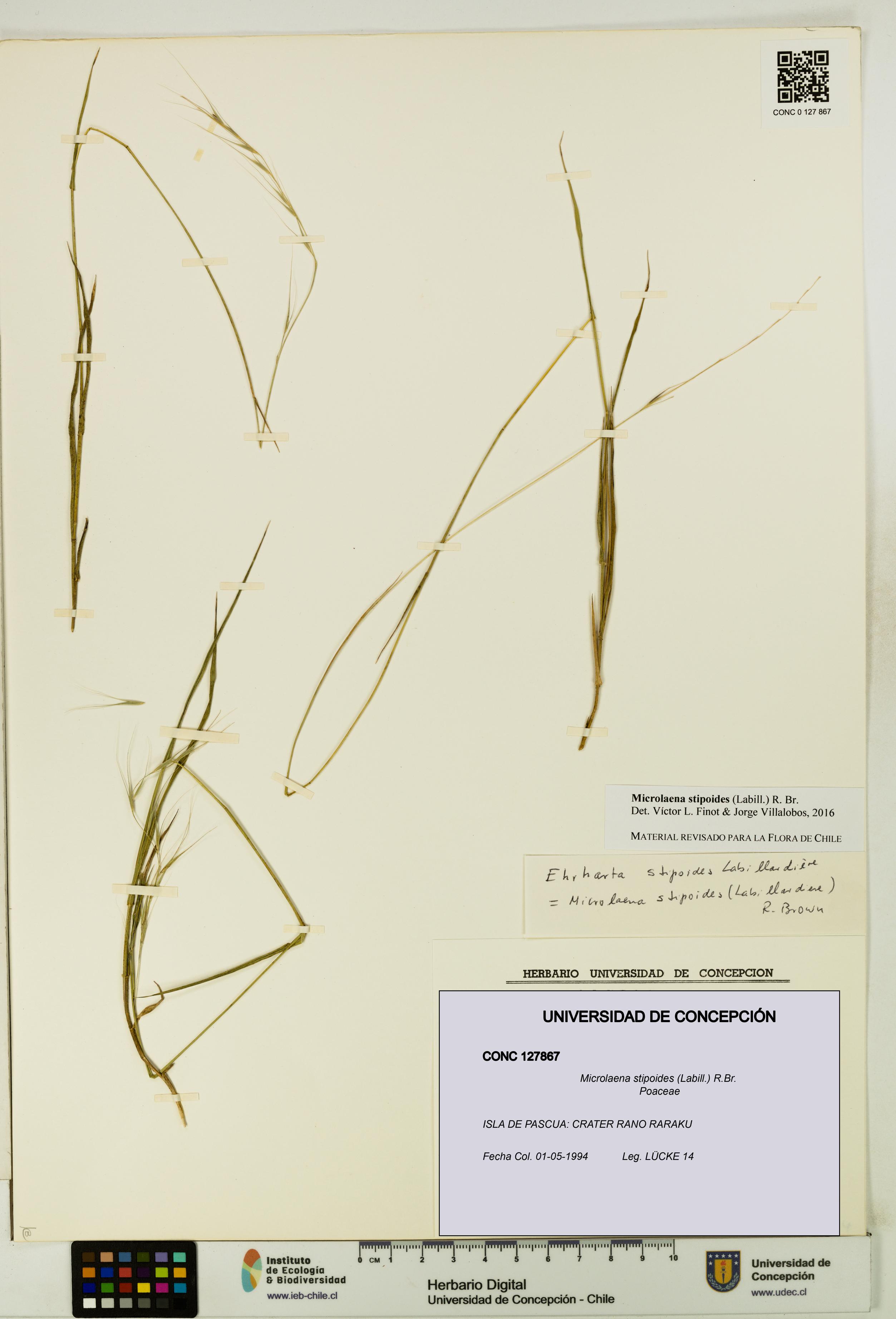 Microlaena stipoides [Espécimen: UDEC:CONC:0127867]