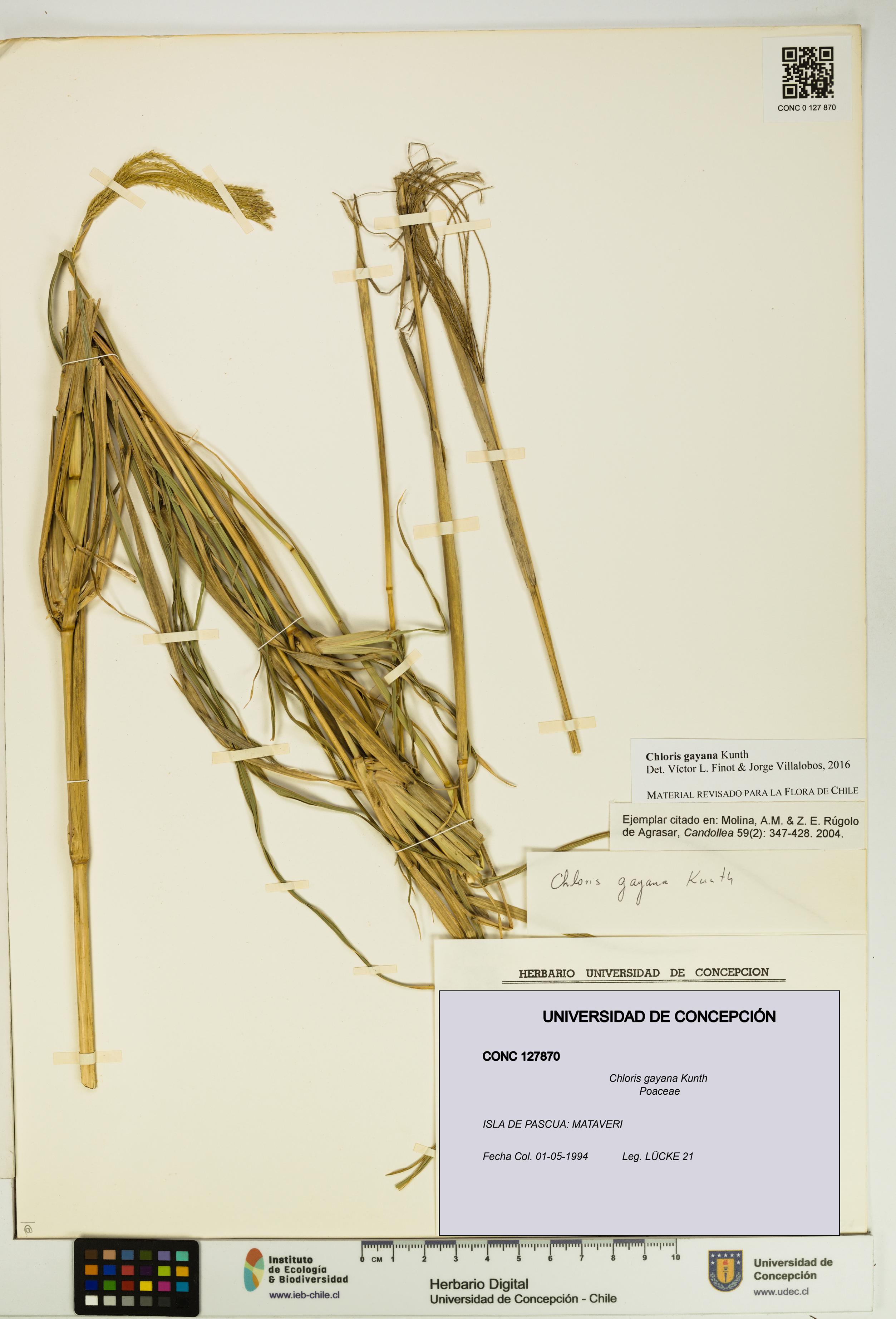 Chloris gayana [Espécimen: UDEC:CONC:0127870]