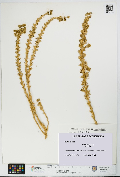 Artemisia copa [Espécimen: UDEC:CONC:0127935]