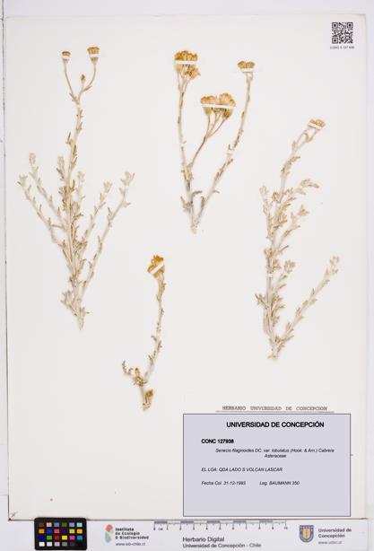 Senecio filaginoides var. lobulatus [Espécimen: ]