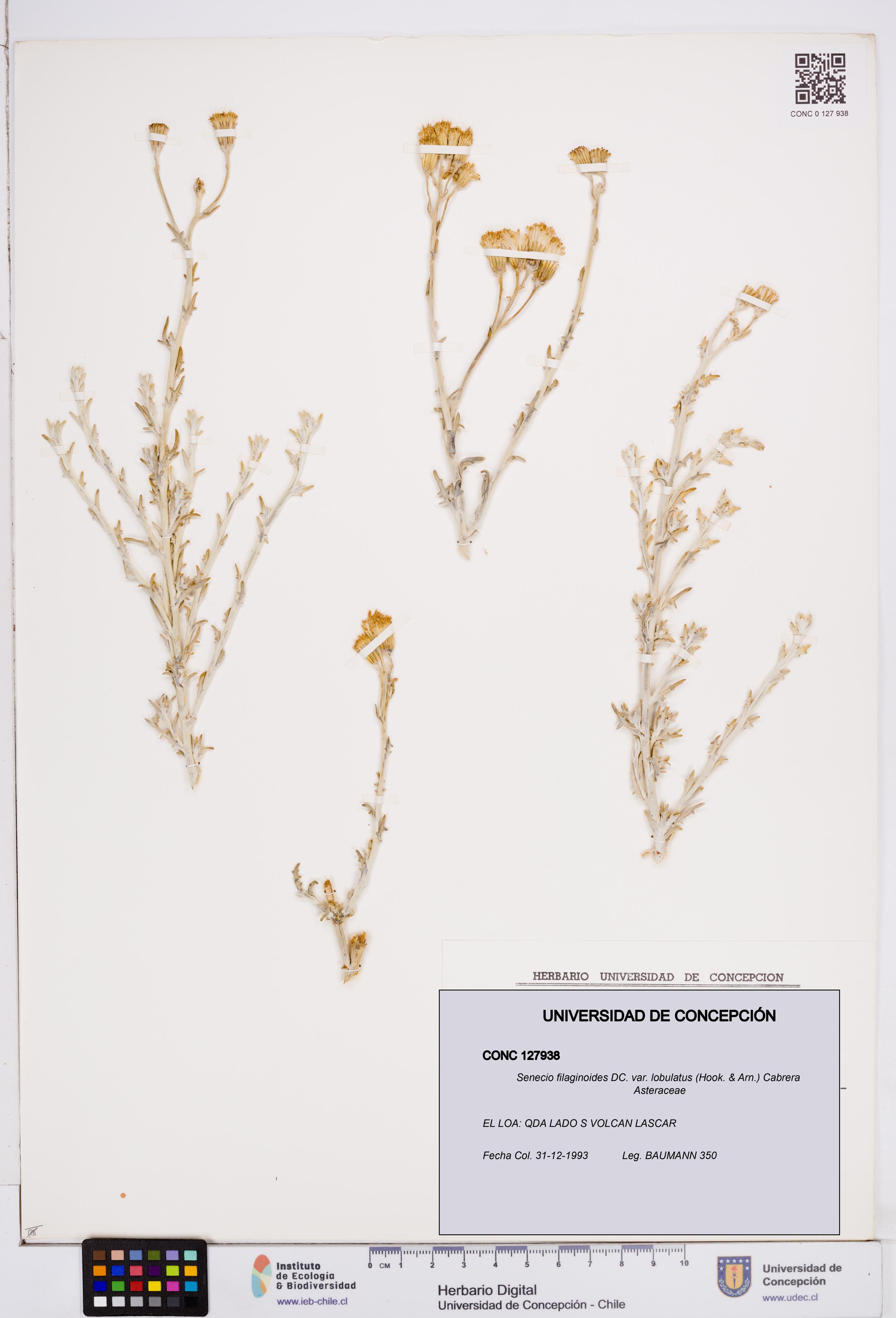 Senecio filaginoides var. lobulatus [Espécimen: ]