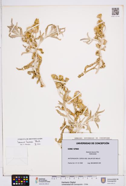 Senecio leucus [Espécimen: ]