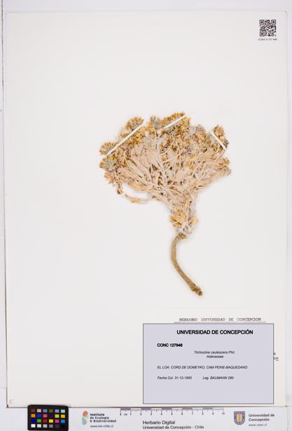 Trichocline caulescens [Espécimen: ]