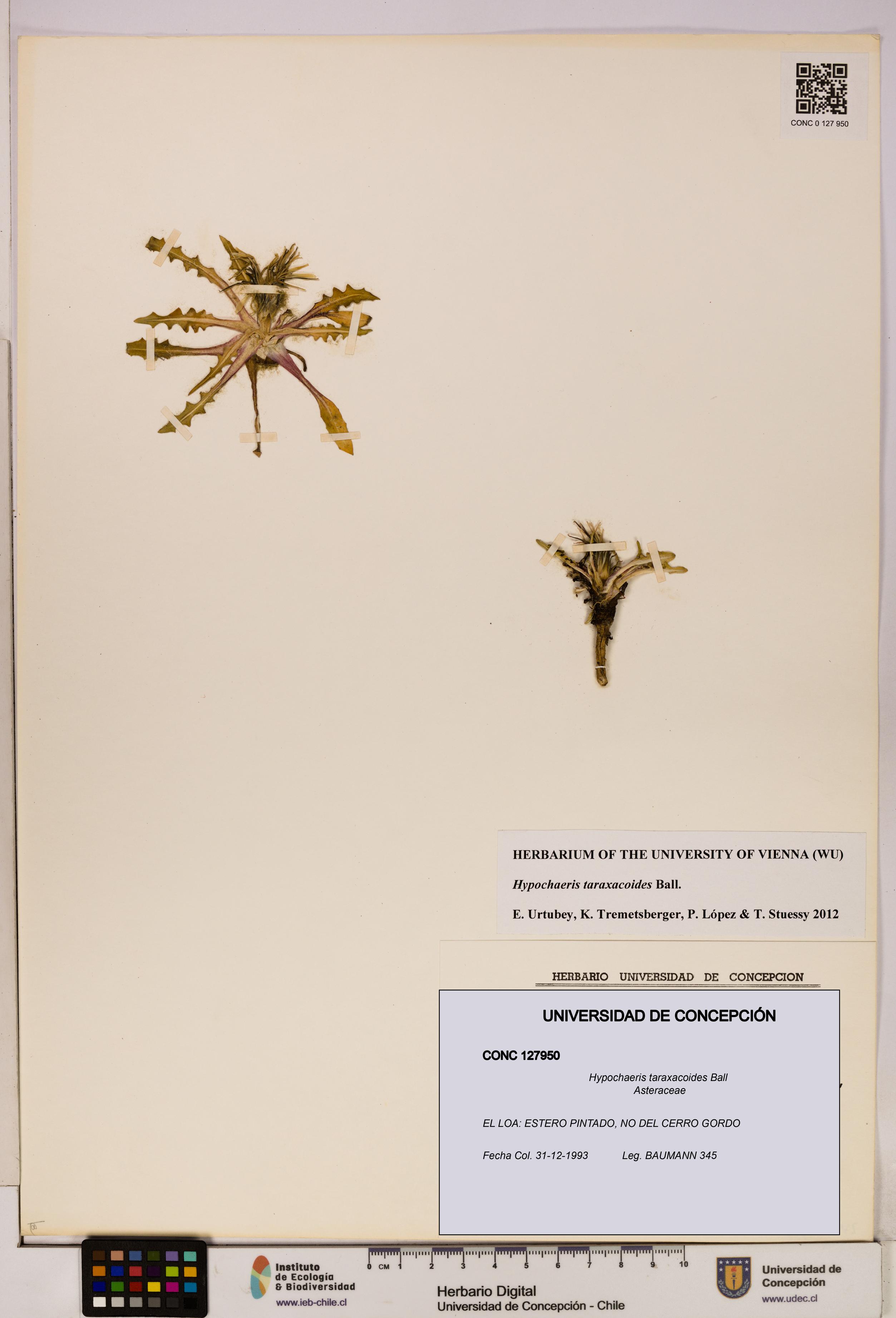 Hypochaeris taraxacoides [Espécimen: UDEC:CONC:0127950]
