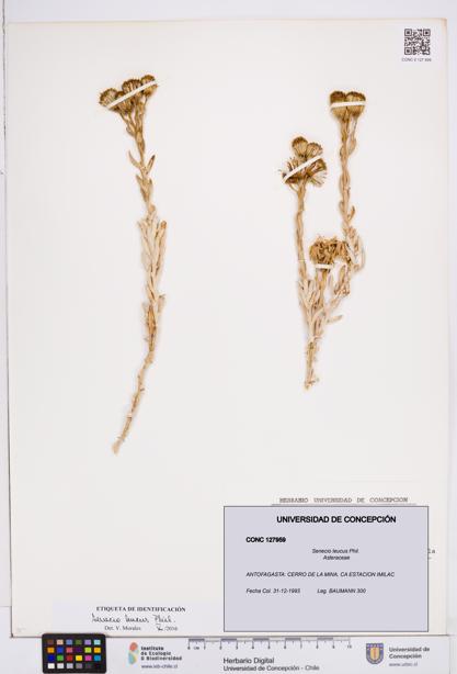 Senecio leucus [Espécimen: ]