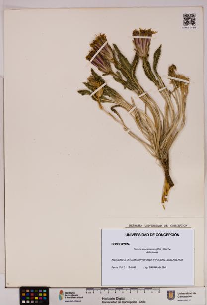 Perezia atacamensis [Espécimen: UDEC:CONC:0127974]