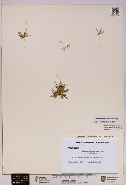Gentiana gayi [Espécimen: UDEC:CONC:0127977]