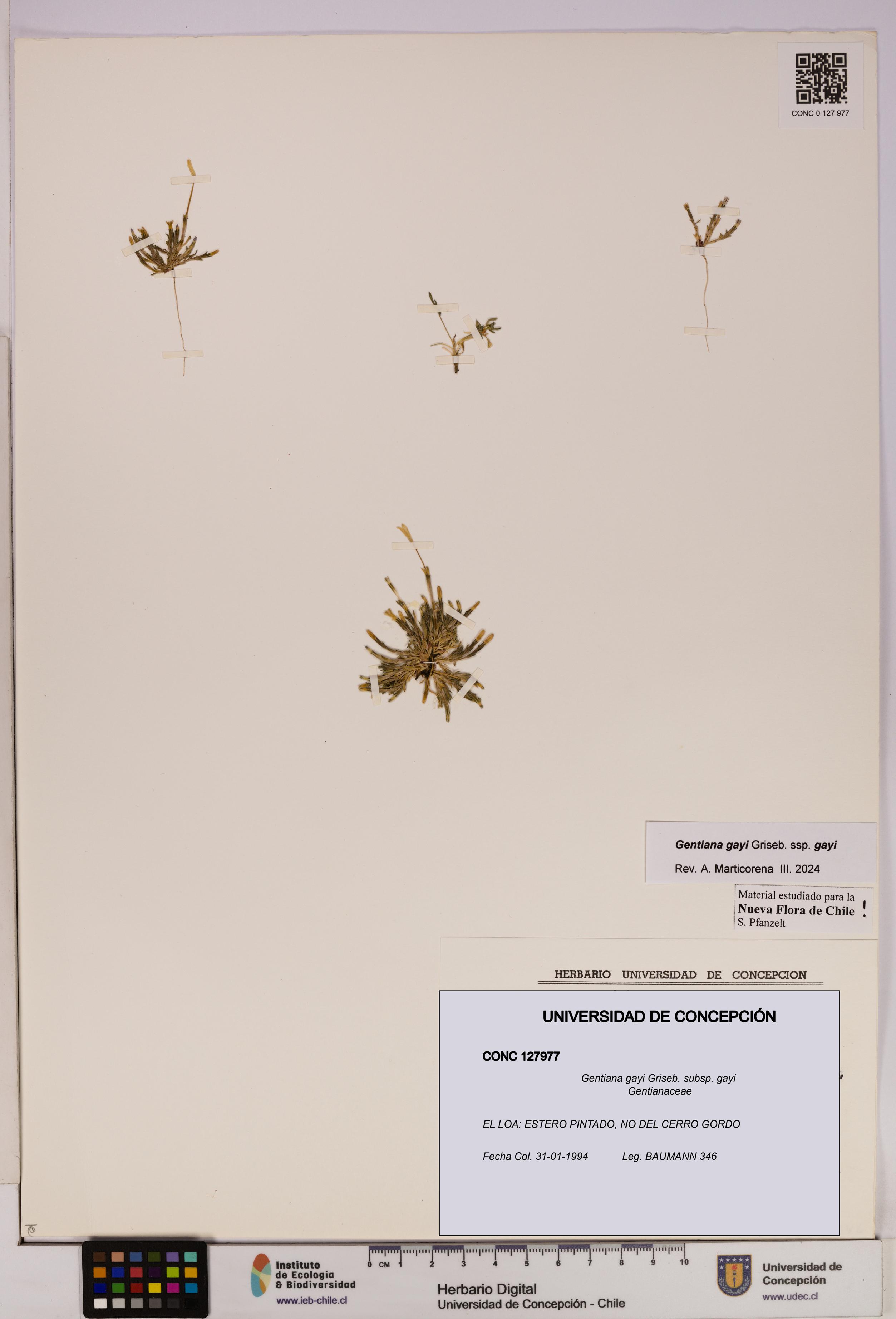 Gentiana gayi [Espécimen: UDEC:CONC:0127977]