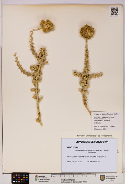 Silvaea salsoloides [Espécimen: UDEC:CONC:0127980]