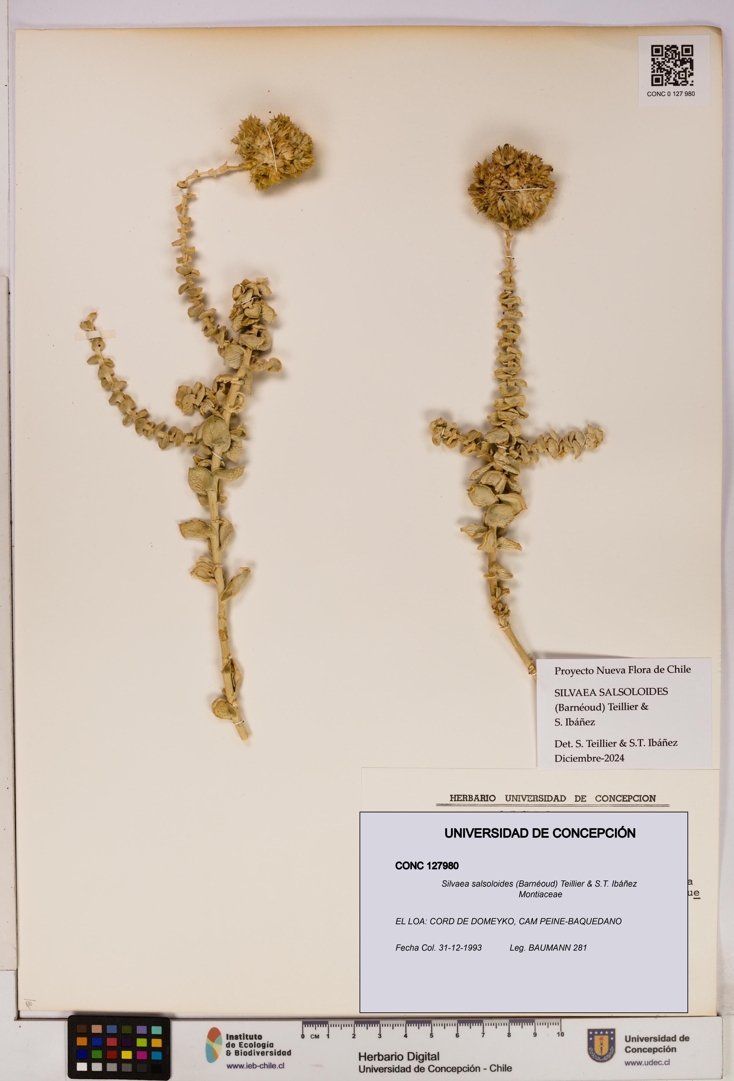 Silvaea salsoloides [Espécimen: UDEC:CONC:0127980]