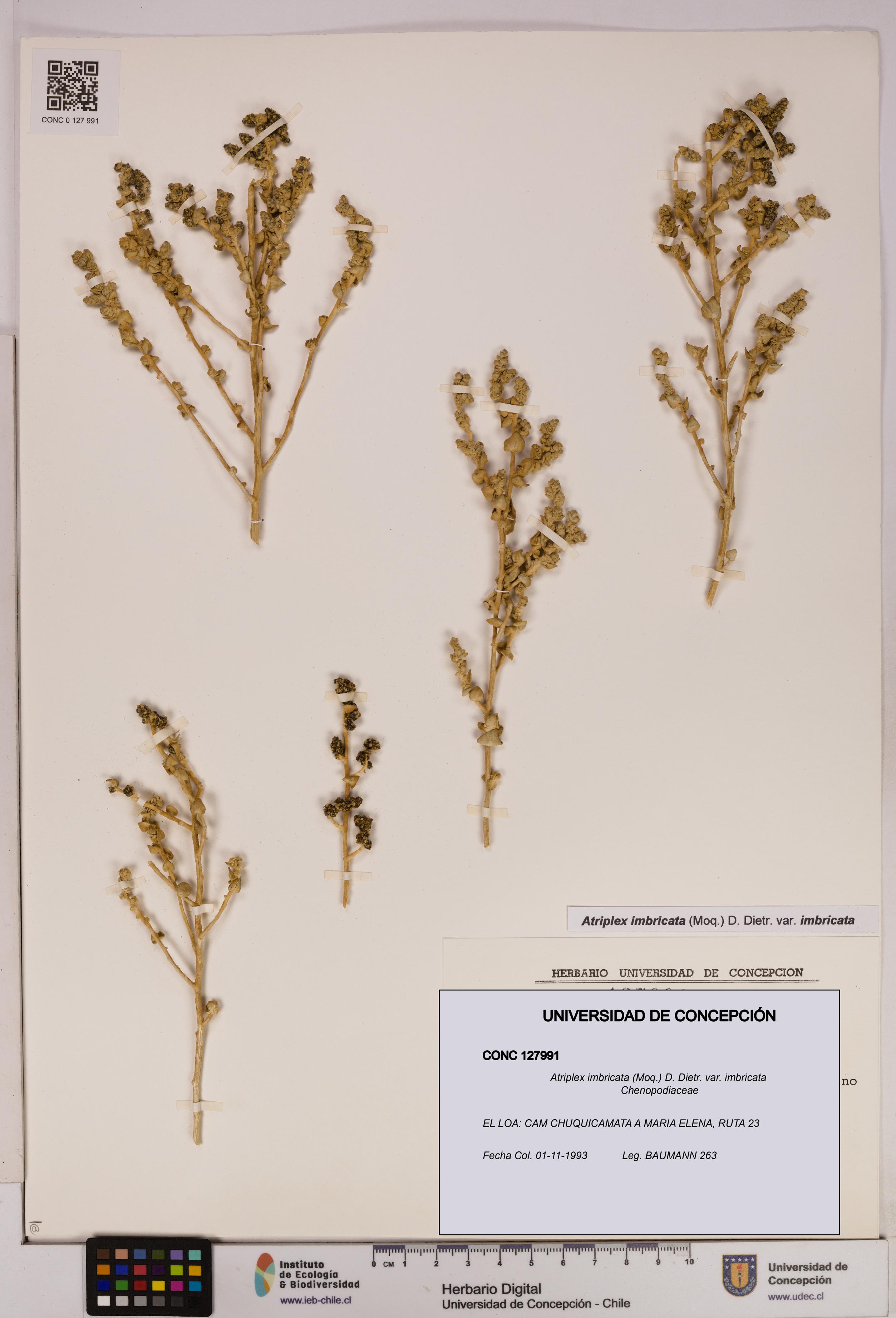 Atriplex imbricata [Espécimen: UDEC:CONC:0127991]