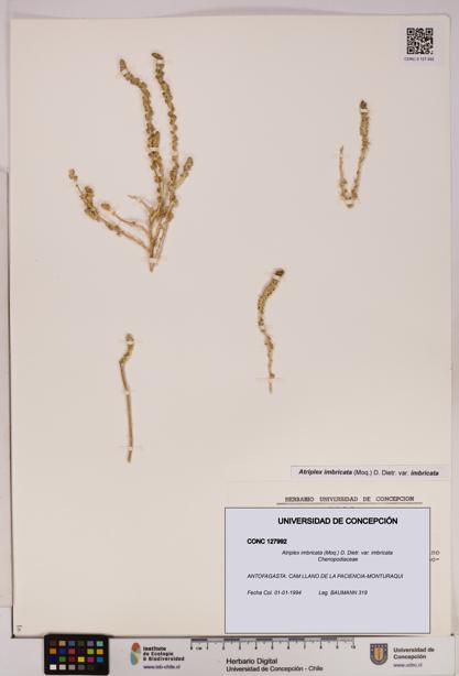 Atriplex imbricata var. imbricata [Espécimen: UDEC:CONC:0127992]