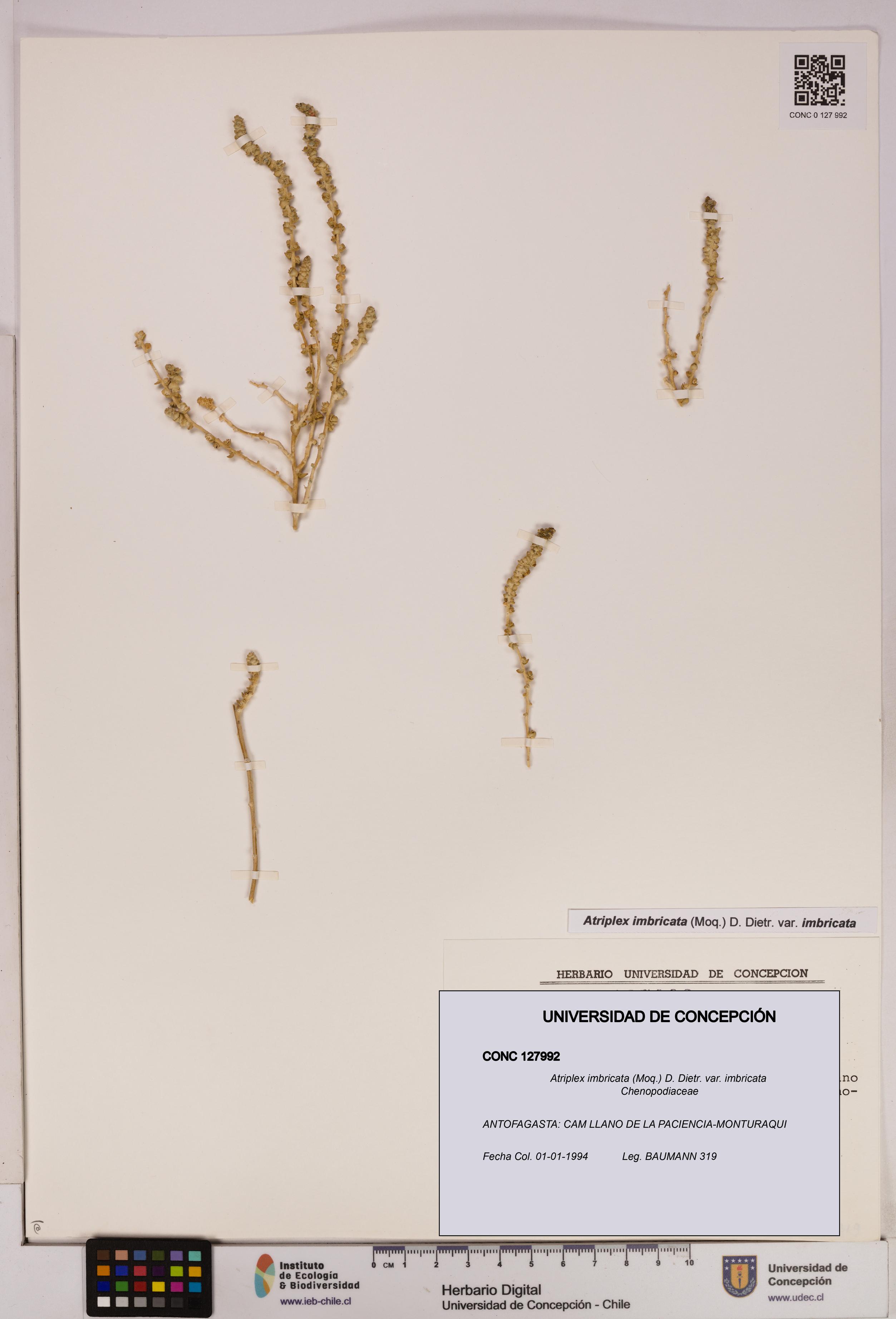 Atriplex imbricata var. imbricata [Espécimen: UDEC:CONC:0127992]