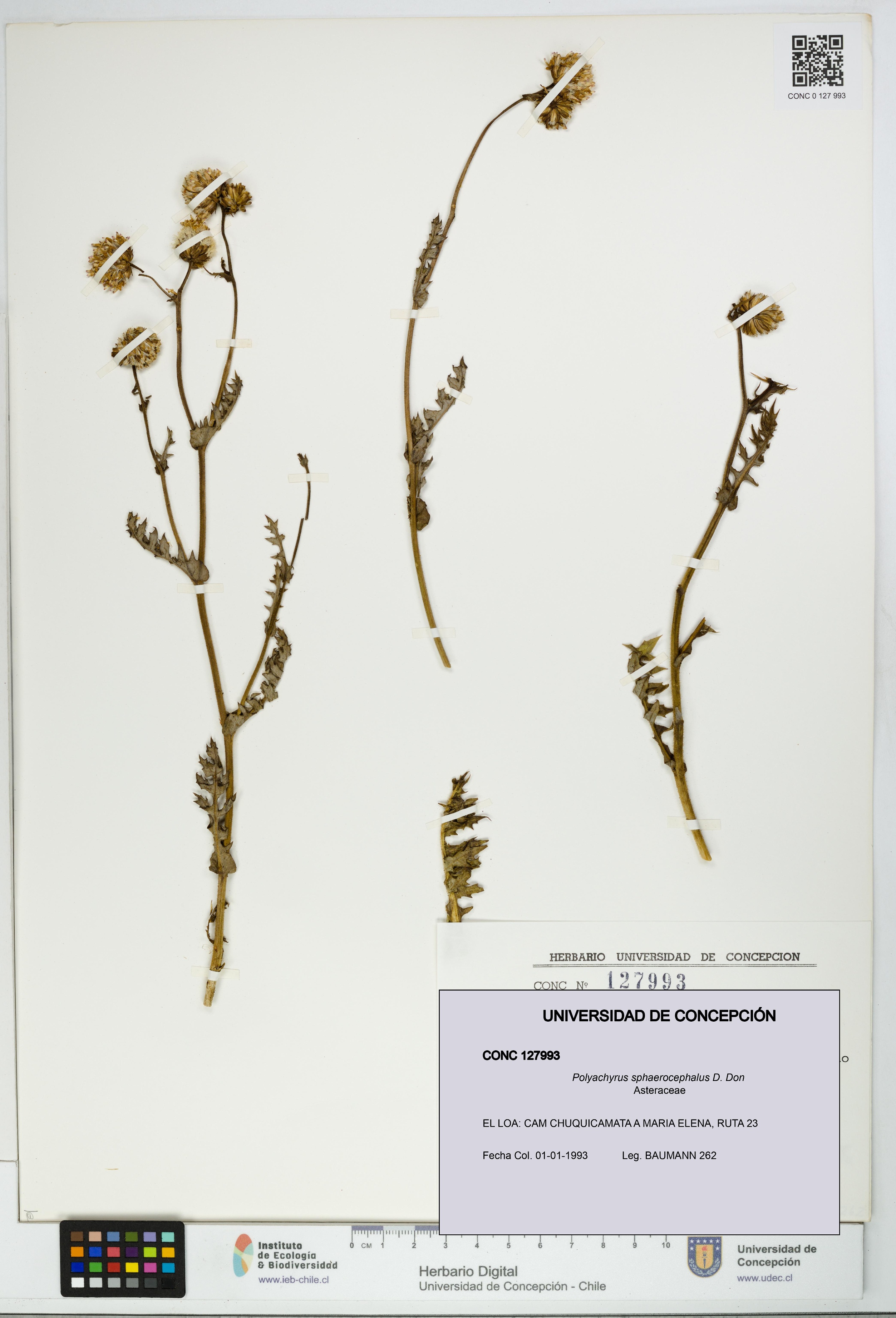 Polyachyrus sphaerocephalus [Espécimen: UDEC:CONC:0127993]