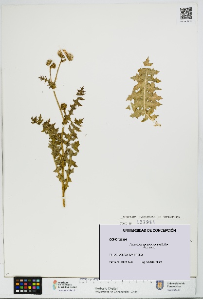 Polyachyrus sphaerocephalus [Espécimen: UDEC:CONC:0127994]