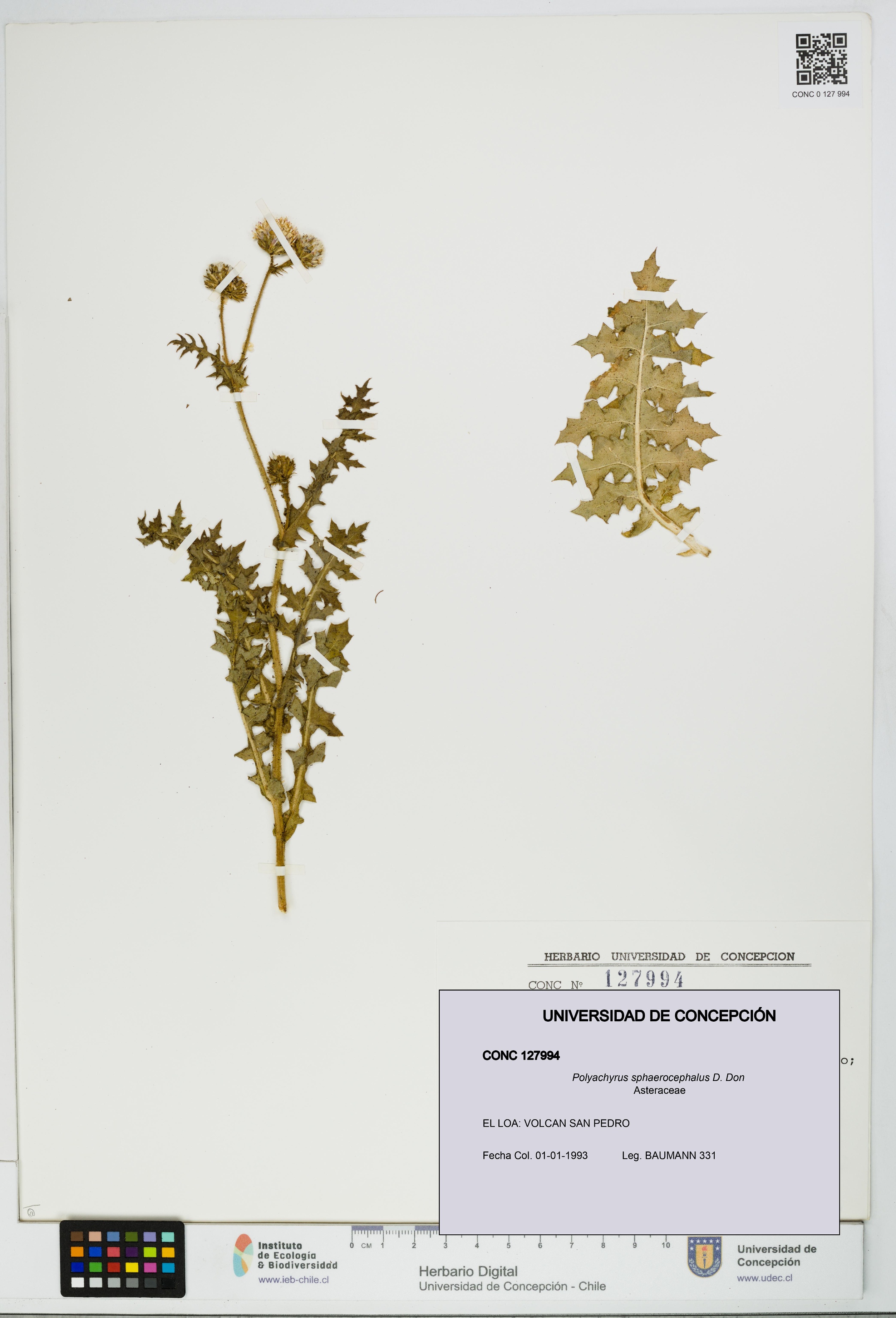 Polyachyrus sphaerocephalus [Espécimen: UDEC:CONC:0127994]
