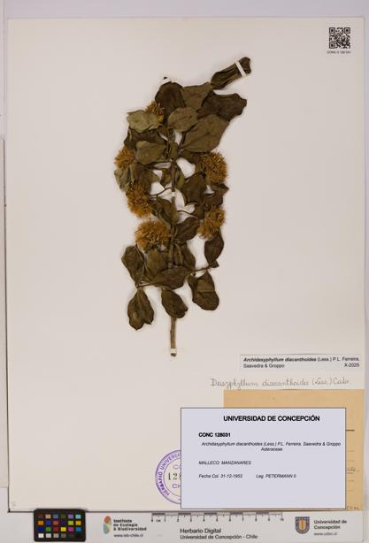 Archidasyphyllum diacanthoides [Espécimen: UDEC:CONC:0128031]