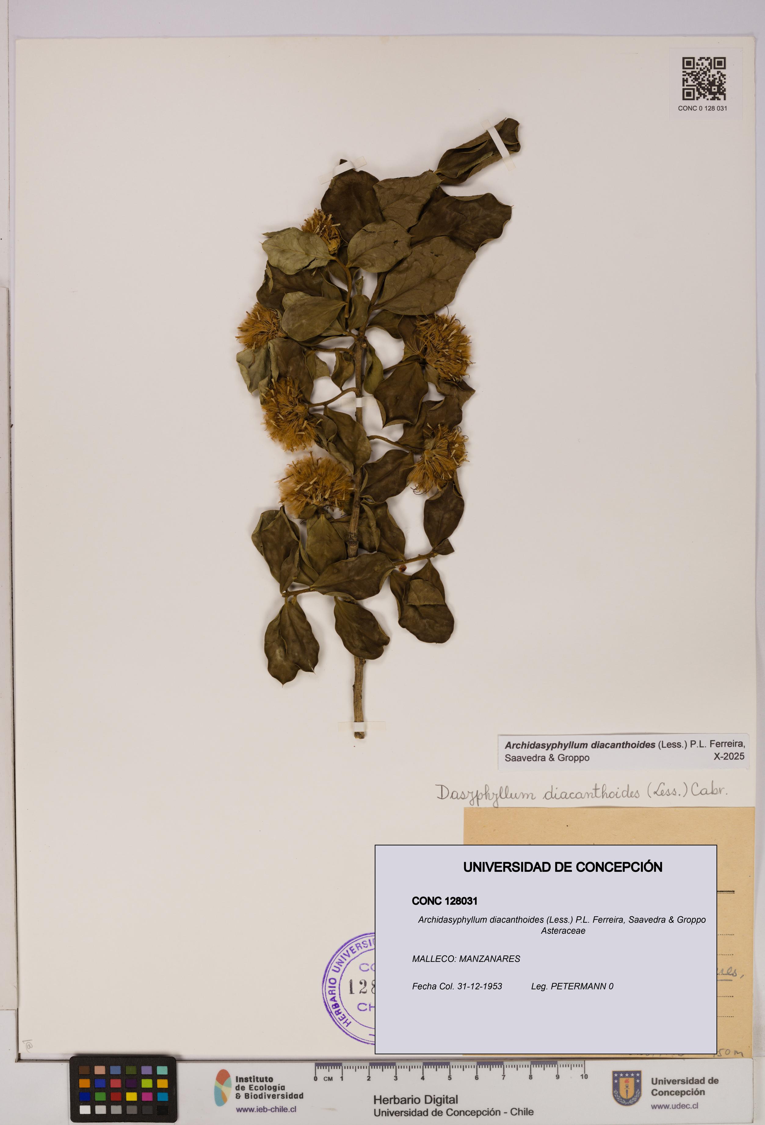 Archidasyphyllum diacanthoides [Espécimen: UDEC:CONC:0128031]