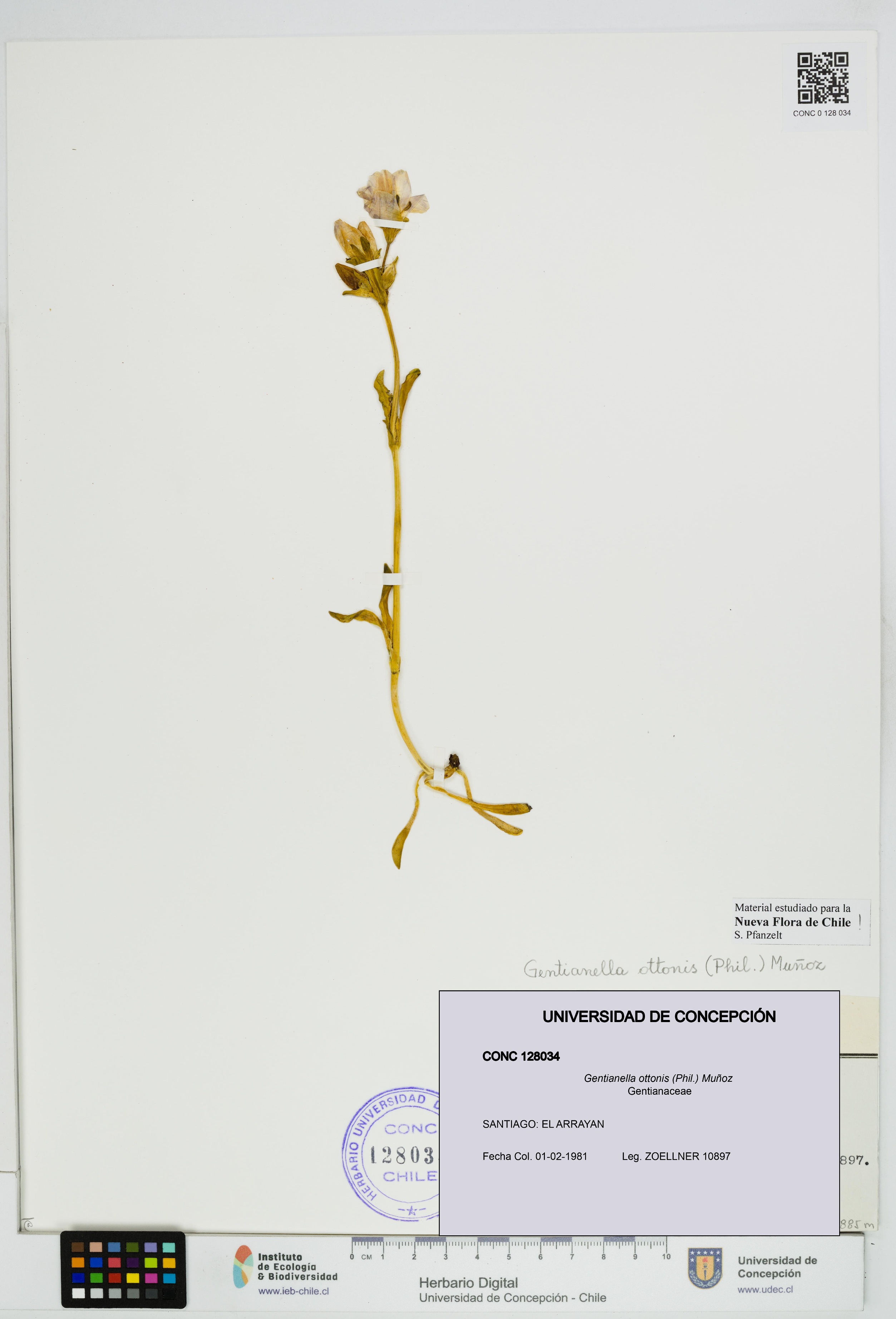Gentianella ottonis [Espécimen: UDEC:CONC:0128034]