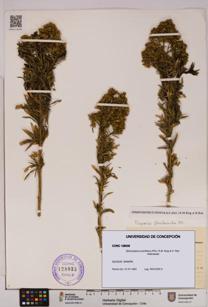 Ophryosporus pinifolius [Espécimen: UDEC:CONC:0128035]