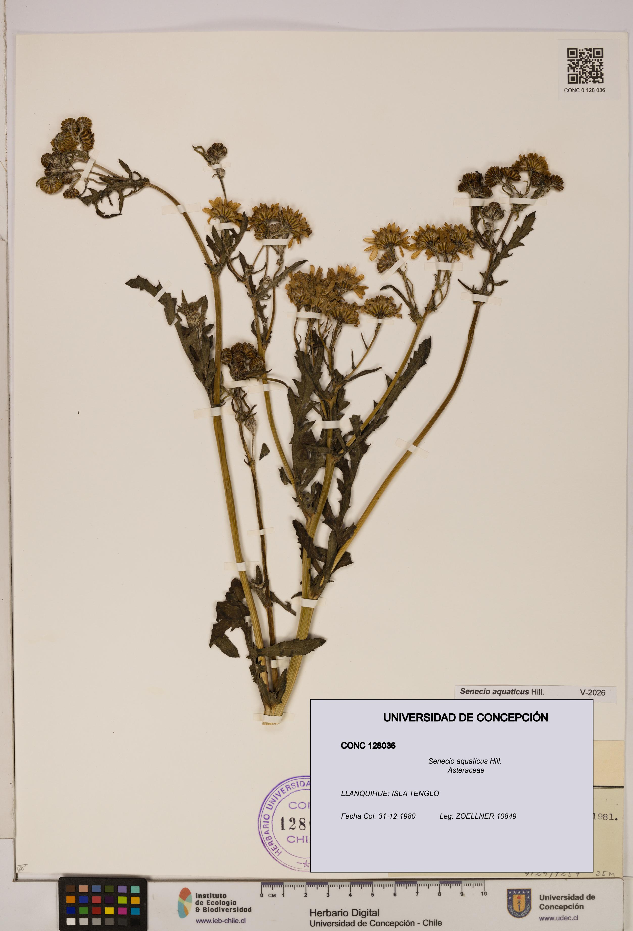 Senecio aquaticus [Espécimen: UDEC:CONC:0128036]