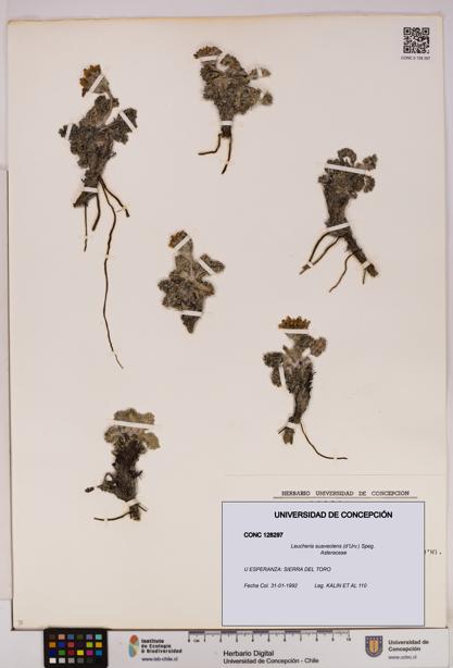 Leucheria suaveolens [Espécimen: UDEC:CONC:0128297]