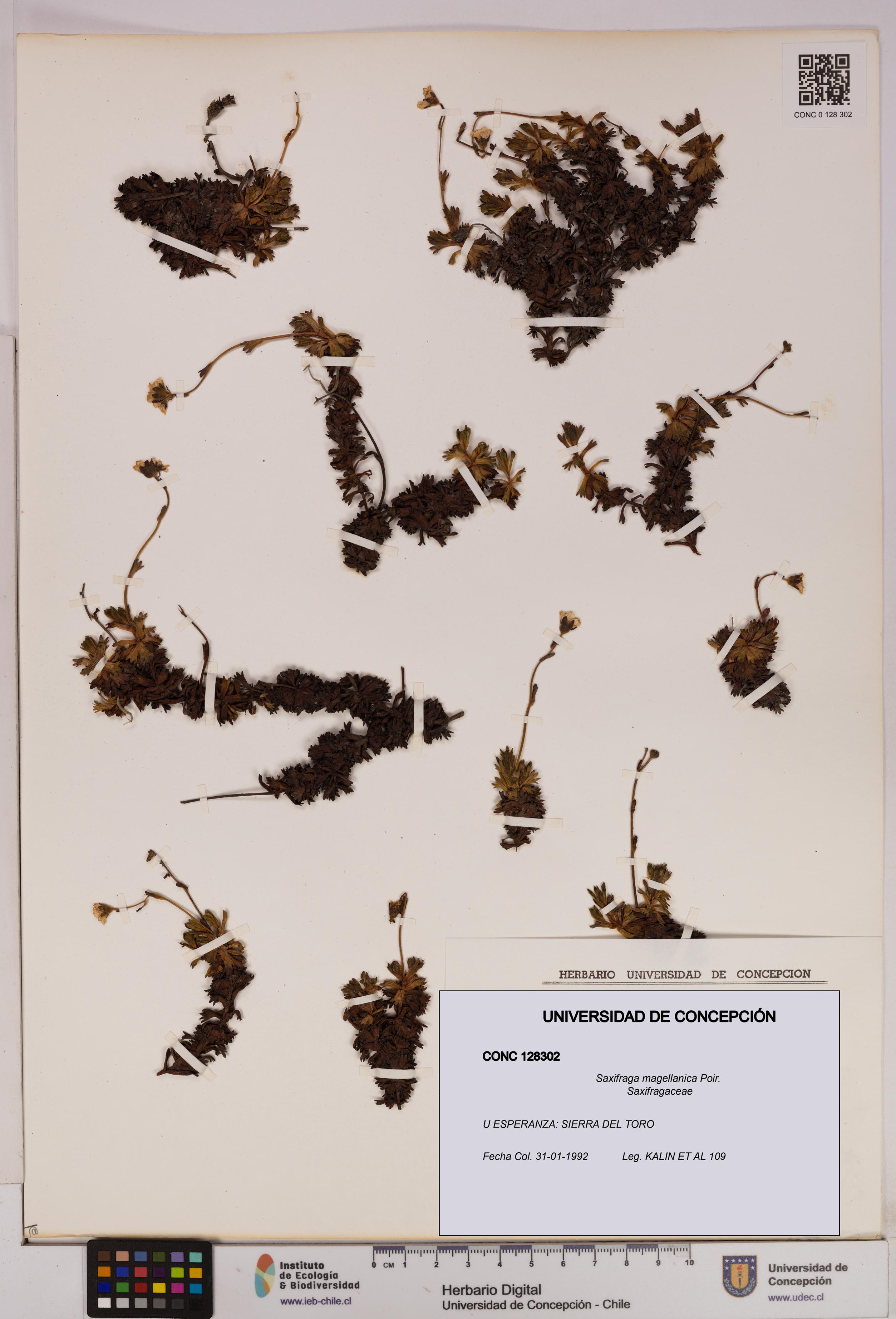 Saxifraga magellanica [Espécimen: UDEC:CONC:0128302]