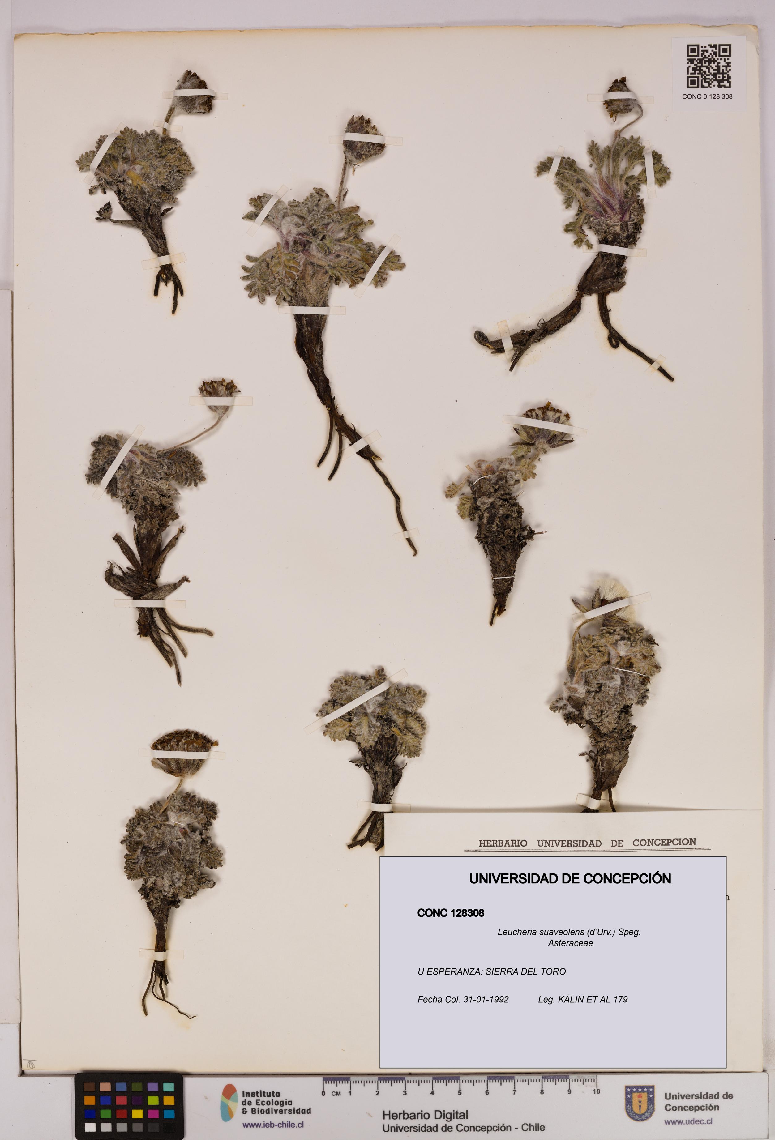 Leucheria suaveolens [Espécimen: UDEC:CONC:0128308]