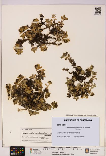 Gamochaeta spiciformis [Espécimen: UDEC:CONC:0128318]