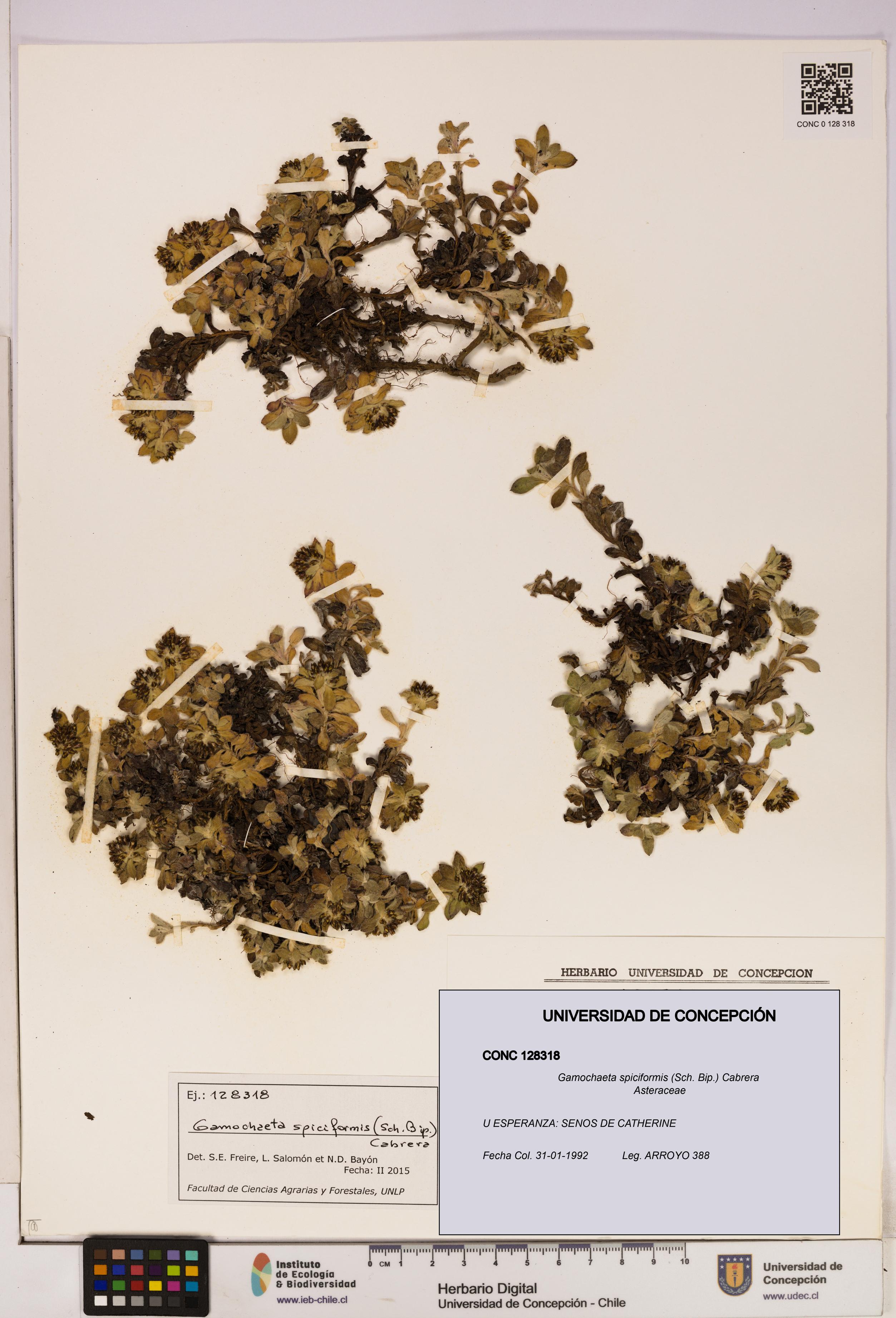 Gamochaeta spiciformis [Espécimen: UDEC:CONC:0128318]