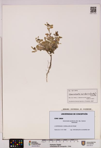 Gamochaeta spiciformis [Espécimen: UDEC:CONC:0128324]