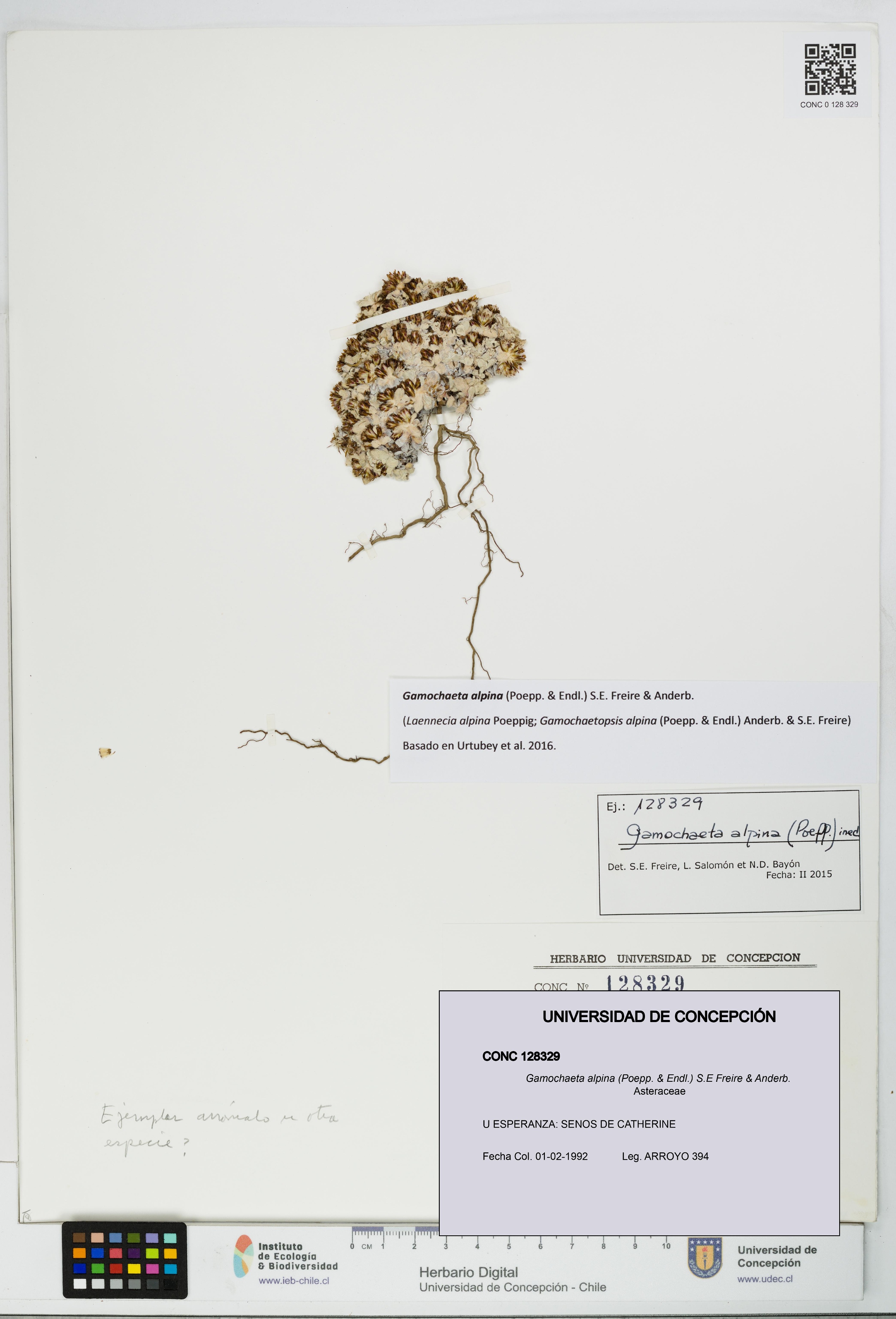 Gamochaeta alpina [Espécimen: UDEC:CONC:0128329]