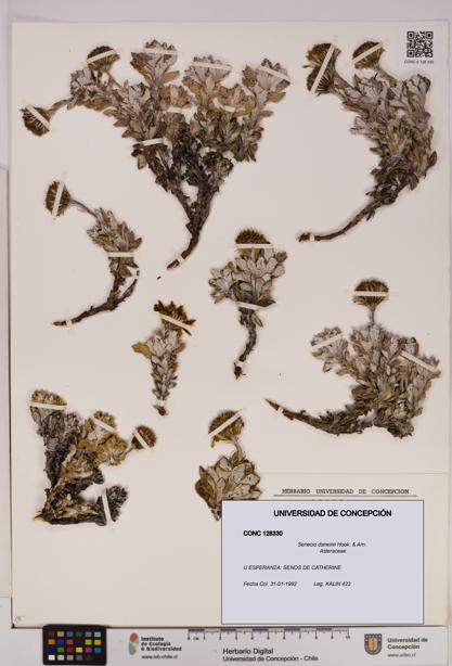 Senecio darwinii [Espécimen: UDEC:CONC:0128330]