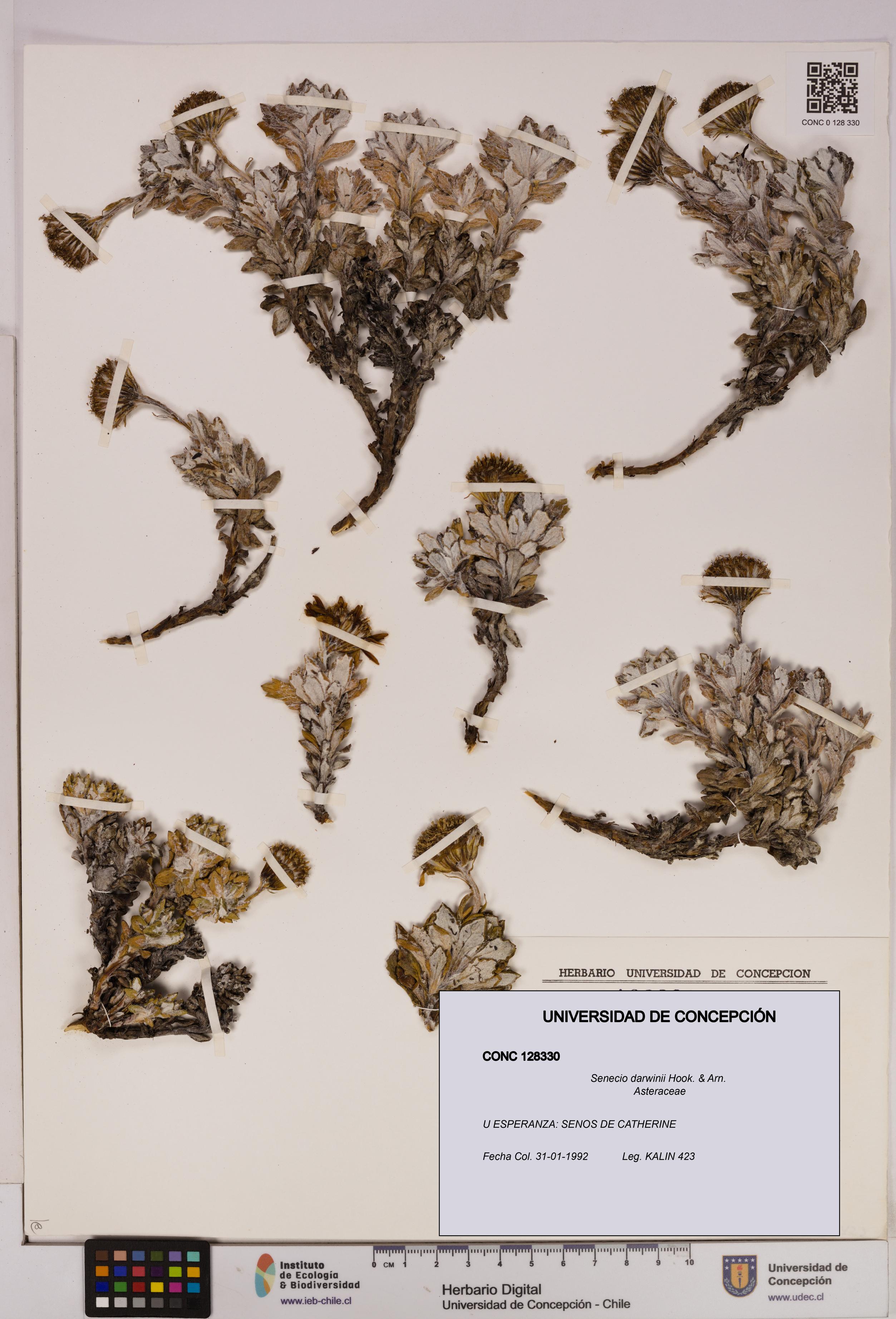 Senecio darwinii [Espécimen: UDEC:CONC:0128330]