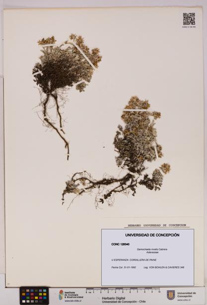 Gamochaeta nivalis [Espécimen: UDEC:CONC:0128340]