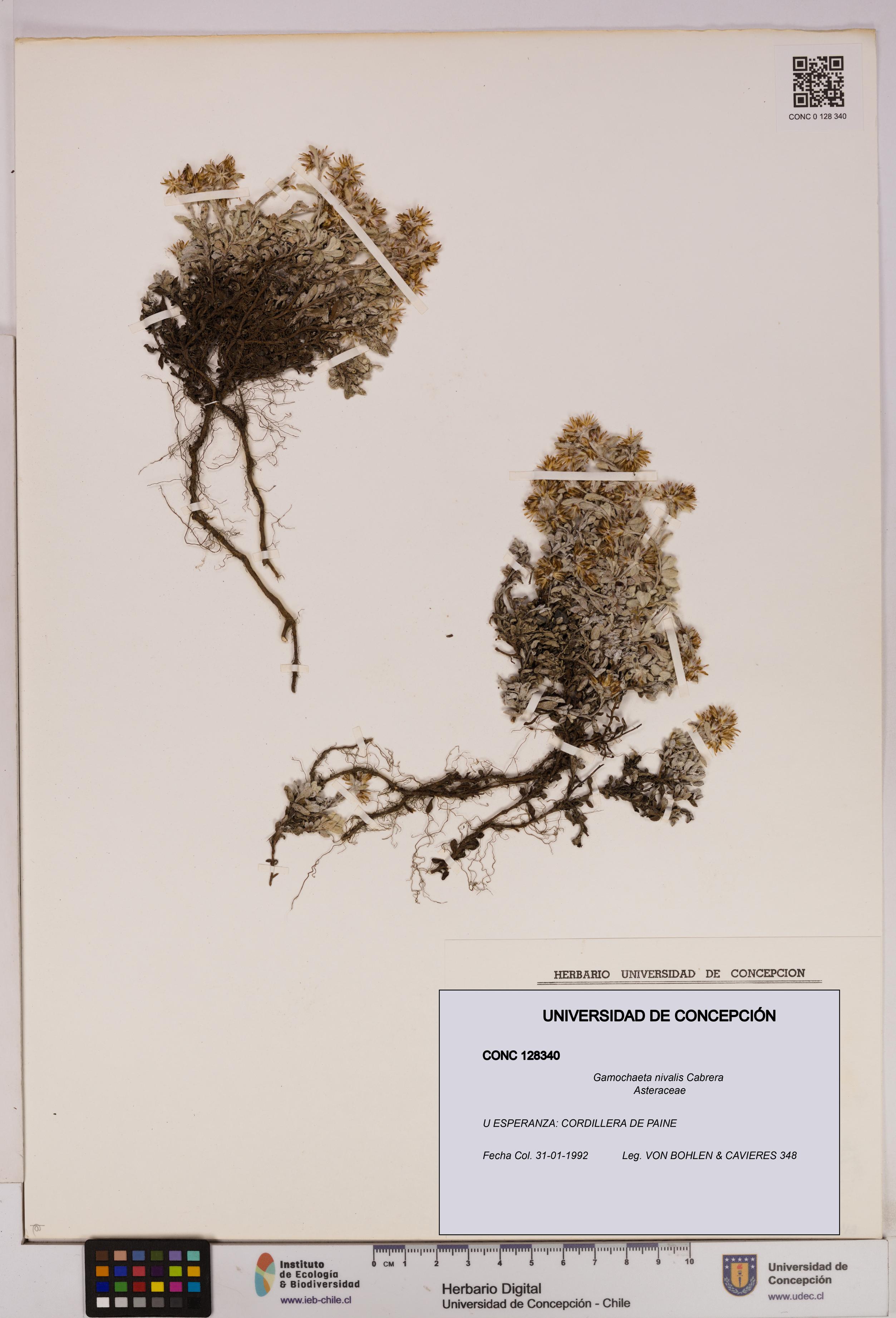 Gamochaeta nivalis [Espécimen: UDEC:CONC:0128340]