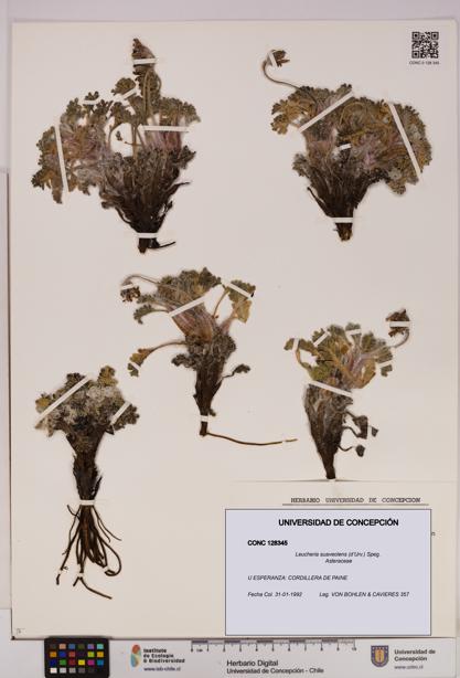 Leucheria suaveolens [Espécimen: UDEC:CONC:0128345]