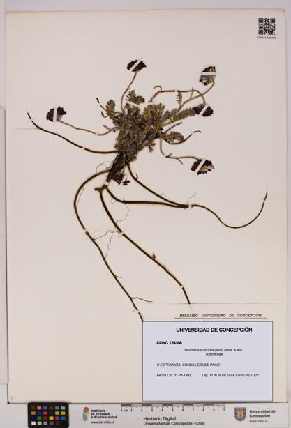 Leucheria purpurea [Espécimen: UDEC:CONC:0128358]