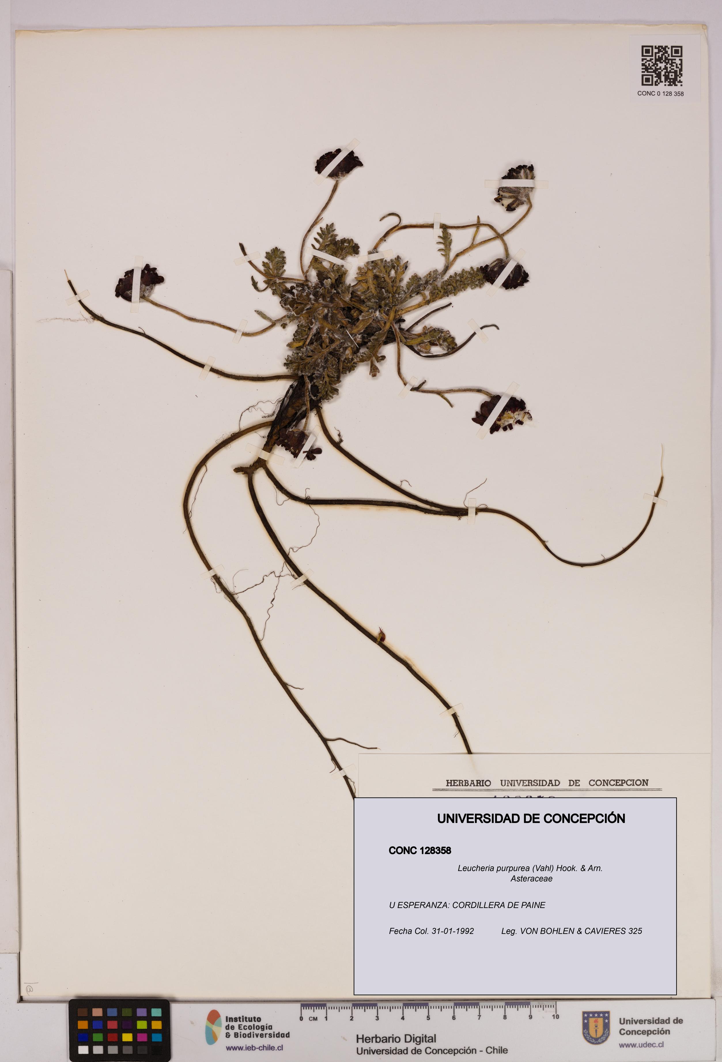 Leucheria purpurea [Espécimen: UDEC:CONC:0128358]