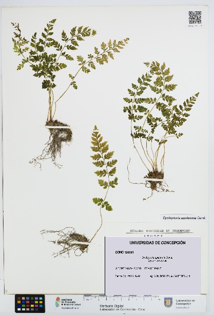 Cystopteris apiiformis [Espécimen: UDEC:CONC:0128361]