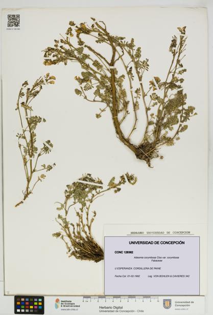 Adesmia corymbosa var. corymbosa [Espécimen: UDEC:CONC:0128362]