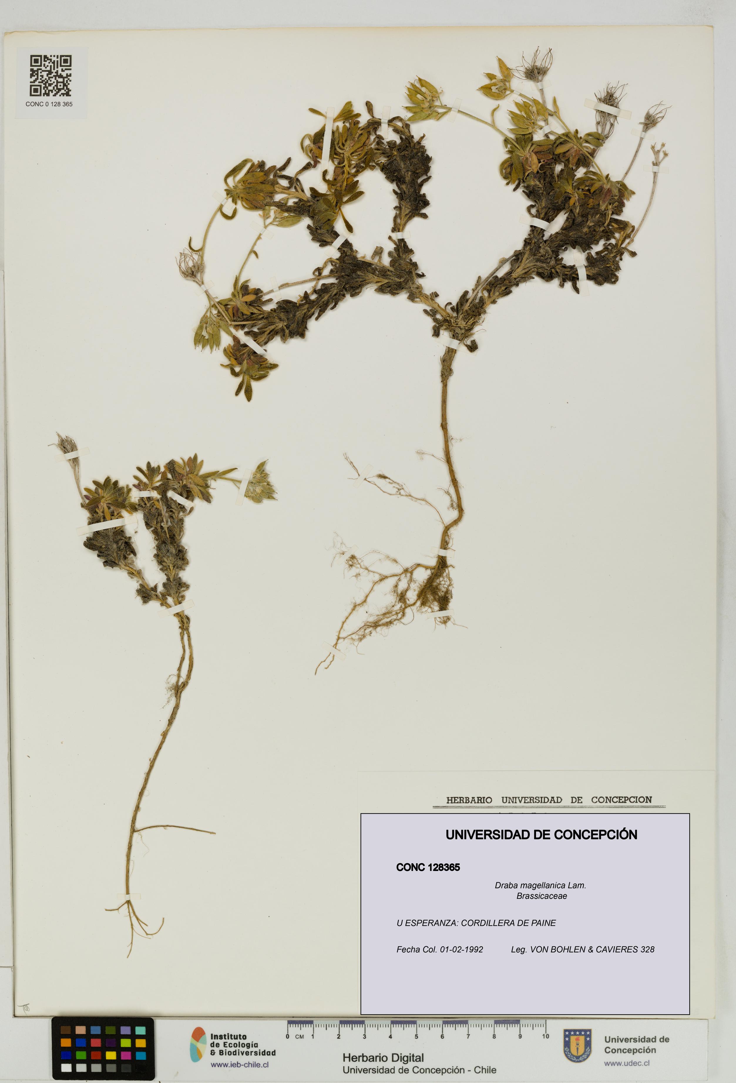 Draba magellanica [Espécimen: UDEC:CONC:0128365]