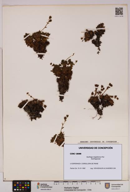 Saxifraga magellanica [Espécimen: UDEC:CONC:0128366]