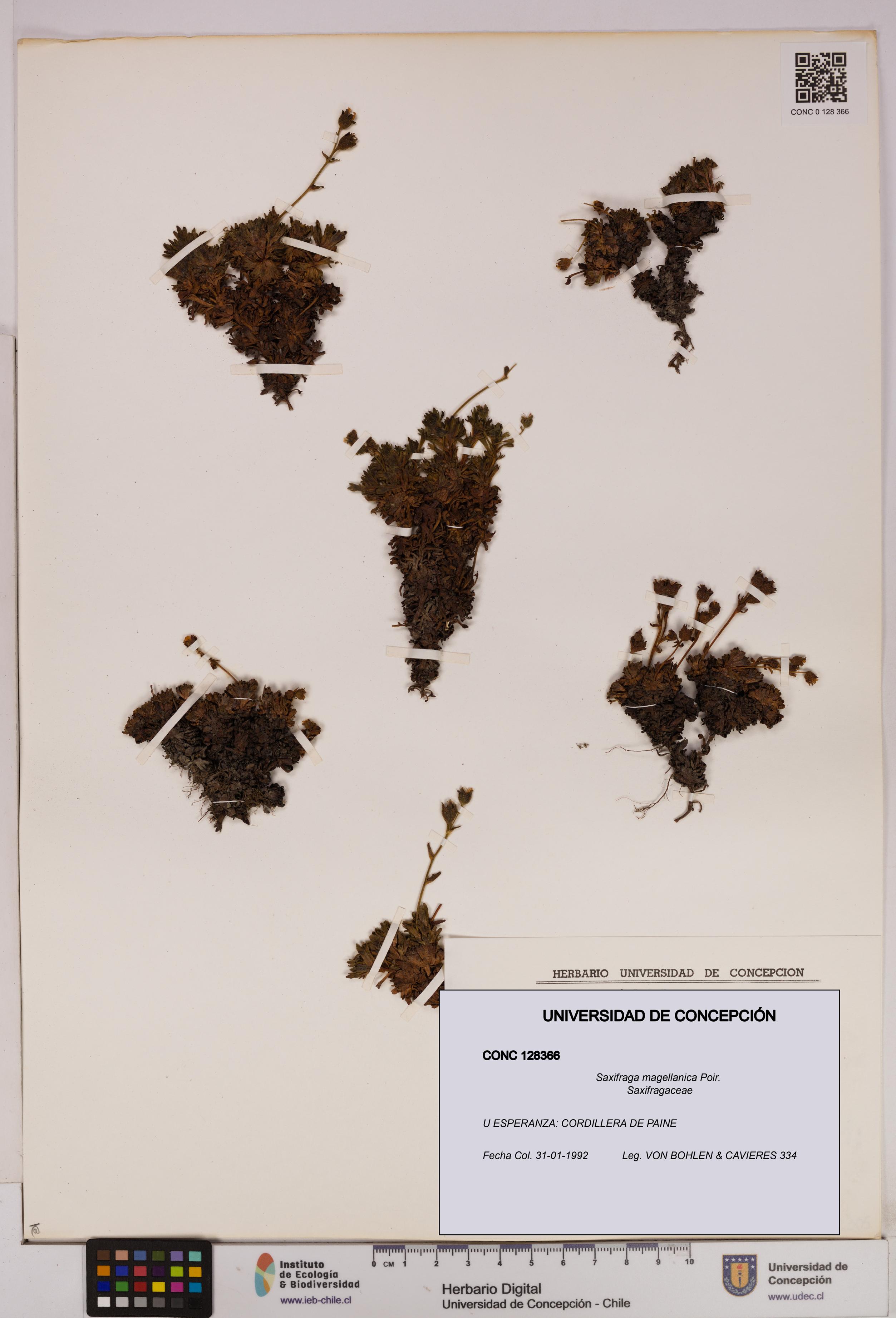 Saxifraga magellanica [Espécimen: UDEC:CONC:0128366]