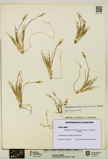Rytidosperma virescens var. virescens [Espécimen: UDEC:CONC:0128368]
