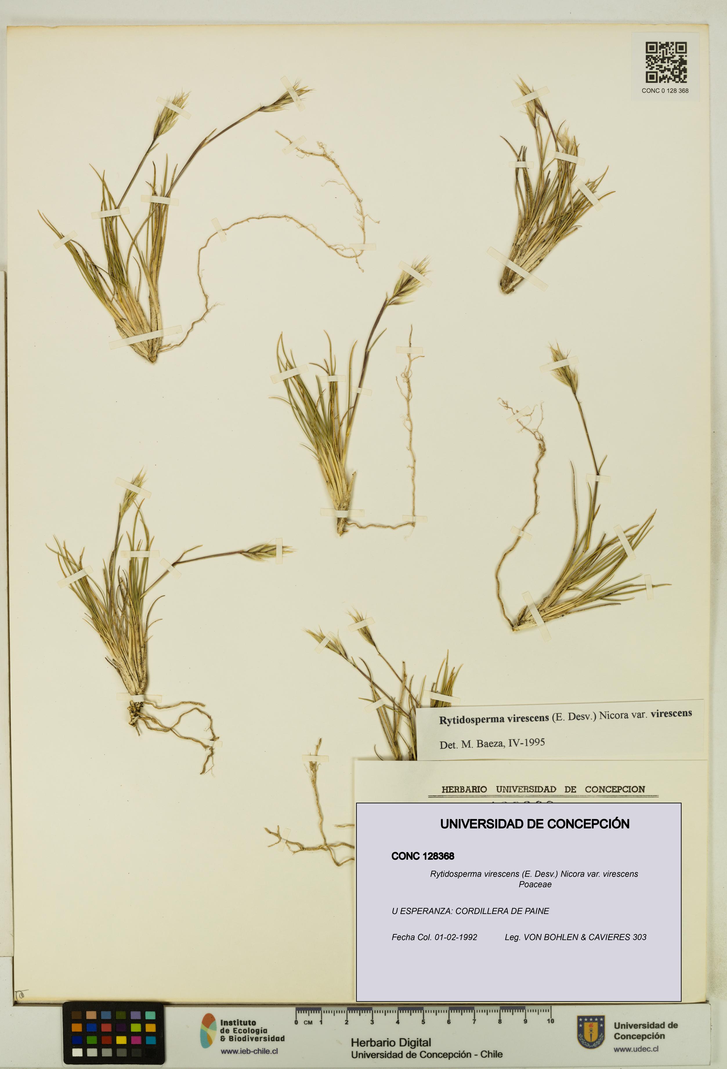 Rytidosperma virescens var. virescens [Espécimen: UDEC:CONC:0128368]