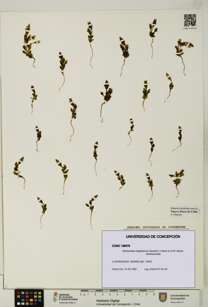 Gentianella magellanica [Espécimen: UDEC:CONC:0128379]