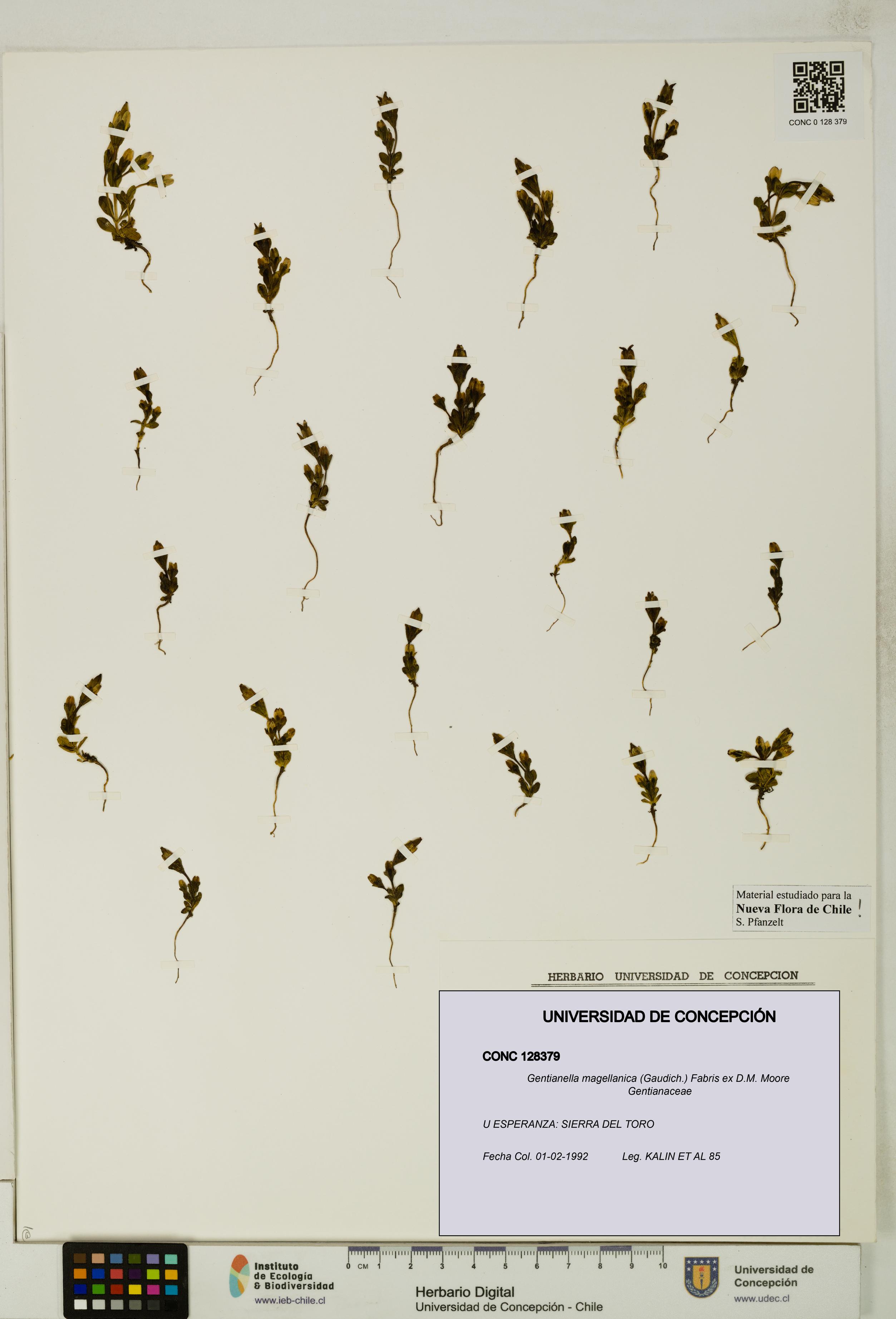 Gentianella magellanica [Espécimen: UDEC:CONC:0128379]